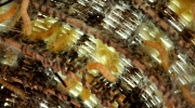 lasoie_angkor5